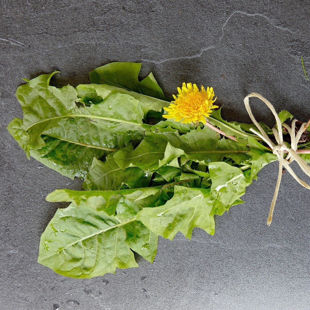 Dandelion Plant