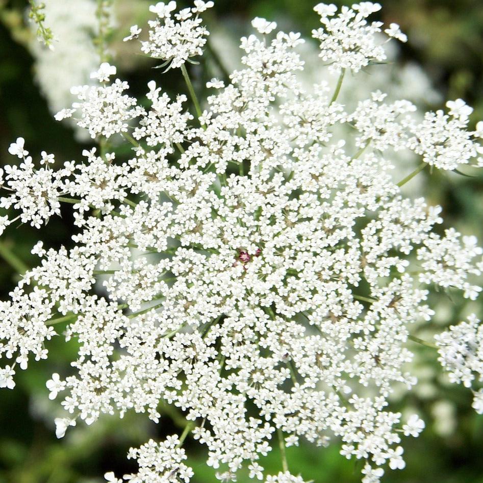 a close up of a white flower in a field