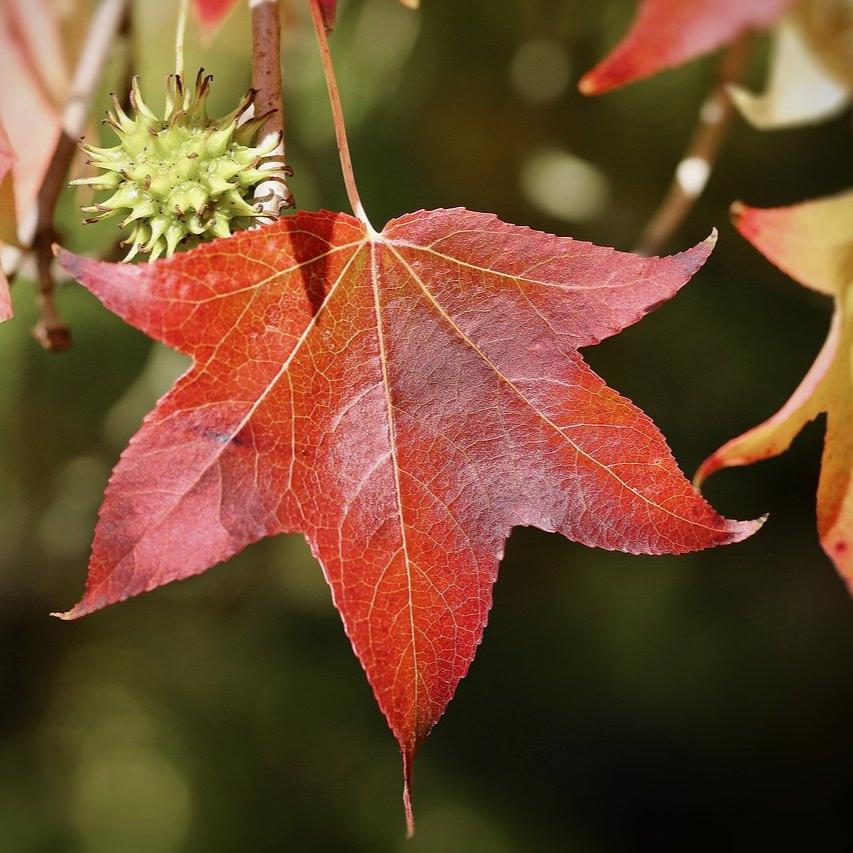 a close up of a red leaf on a tree