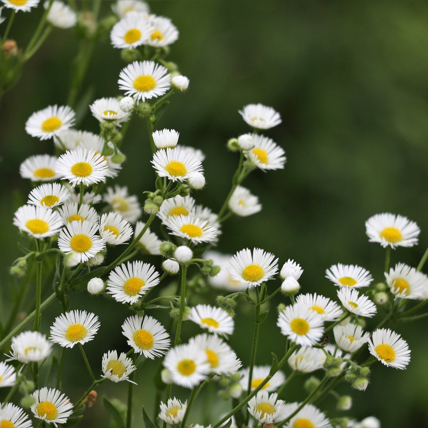 Fleabane Tincture, Erigeron Annuus, Herbal Extract, 1 or 2 oz Dropper Bottle