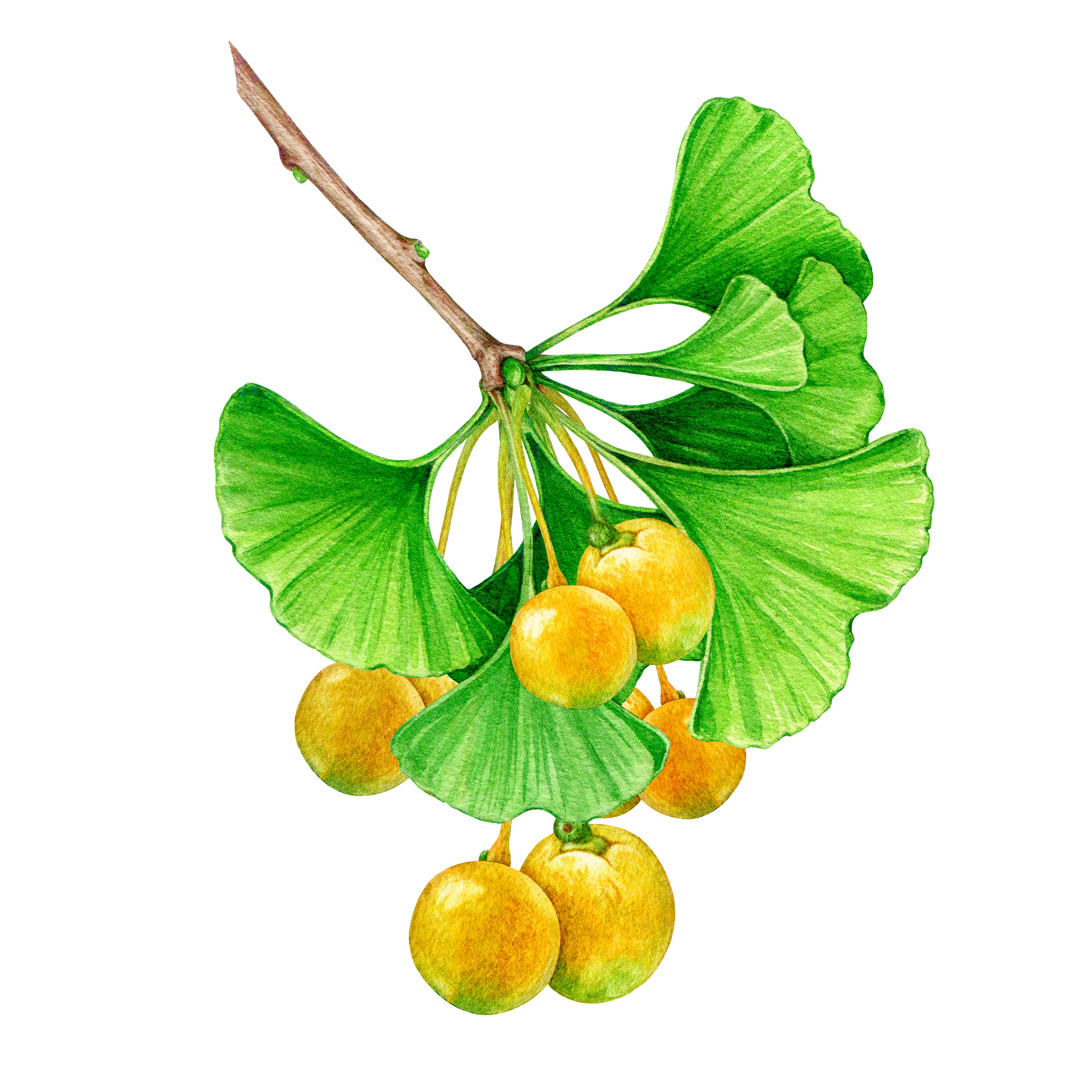 Ginkgo Leaf and Fruit