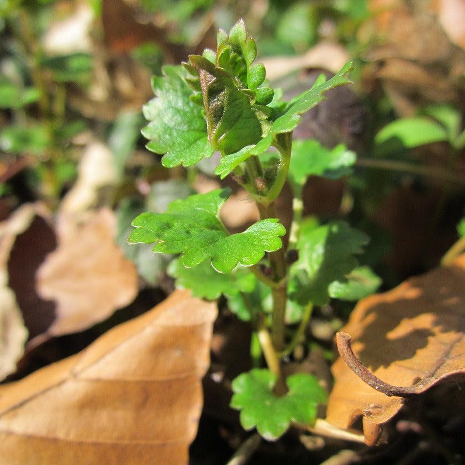 Ground Ivy Plant