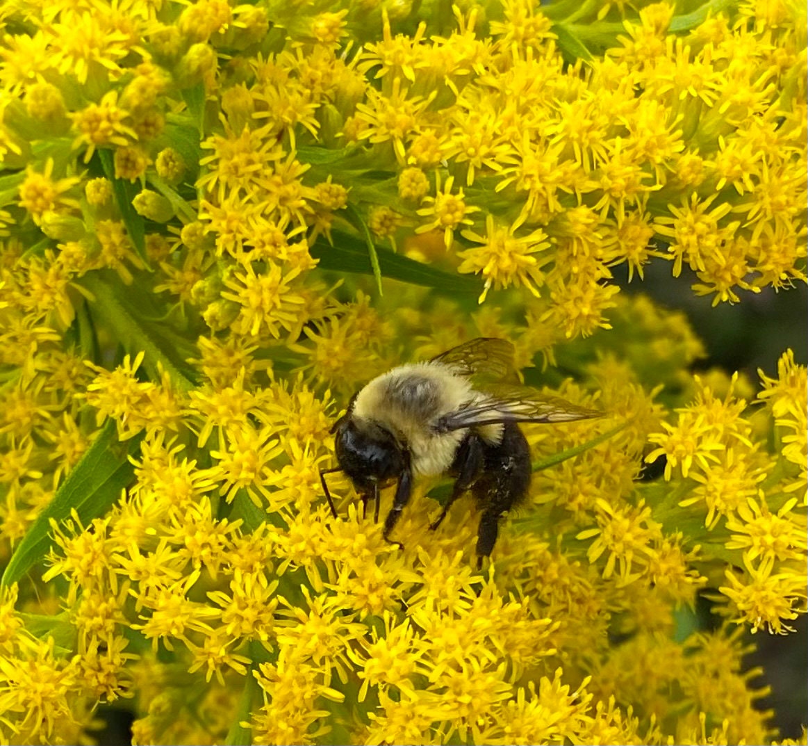 Goldenrod Tincture, Solidago Herbal Extract, 1 oz. or 2 oz. Dropper Bottle