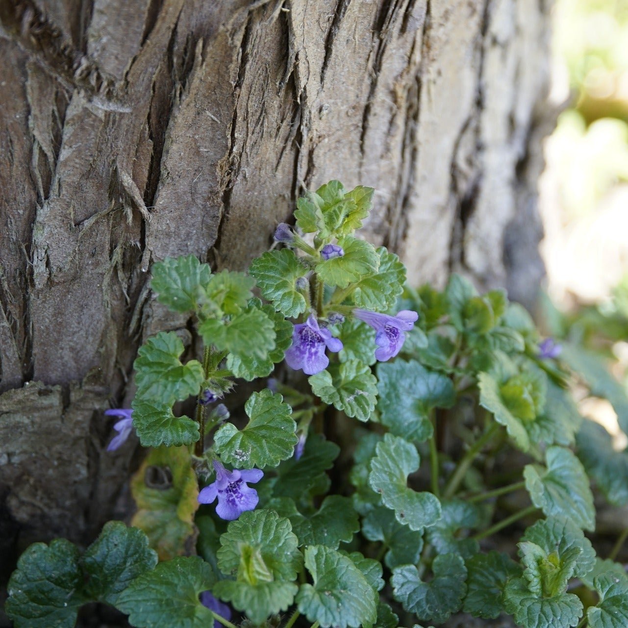 Ground Ivy Plant