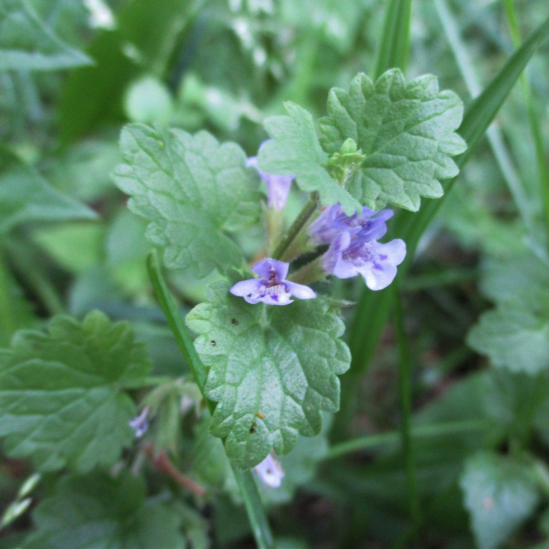 Ground Ivy Plant