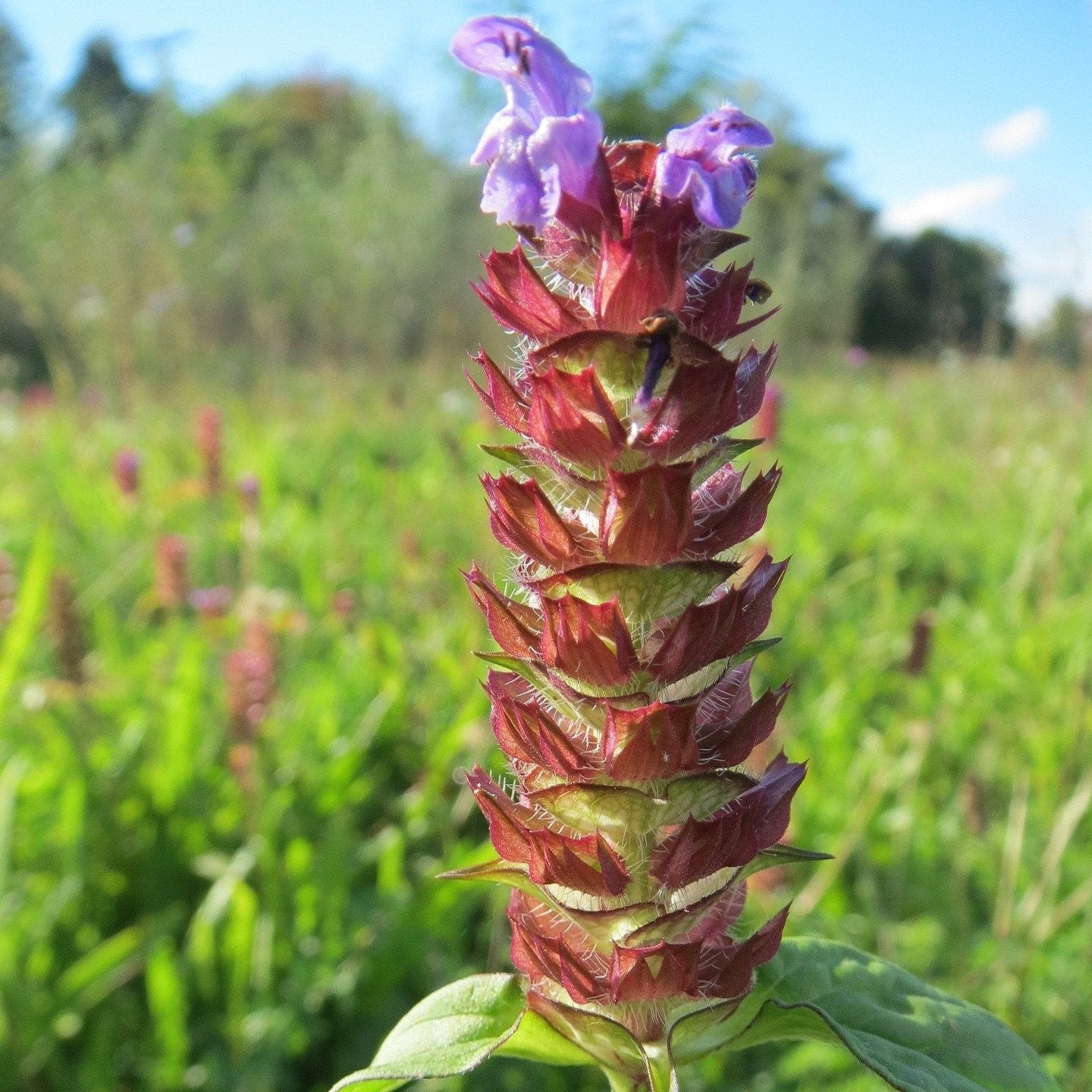 Organic Plantain, Self-Heal, Pine Salve with Vitamin E