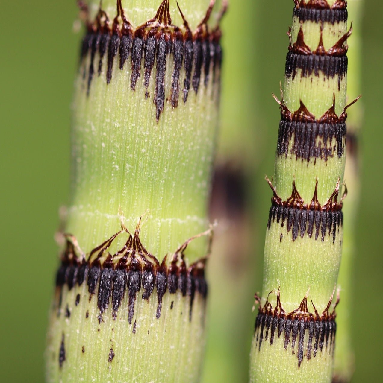 Horsetail Plant