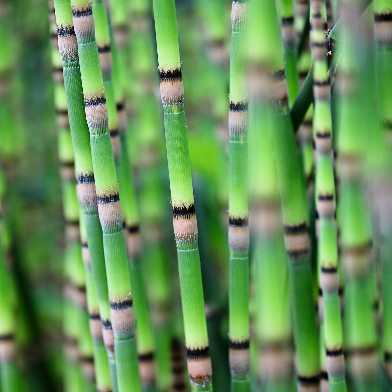 Horsetail Slippery Elm Salve