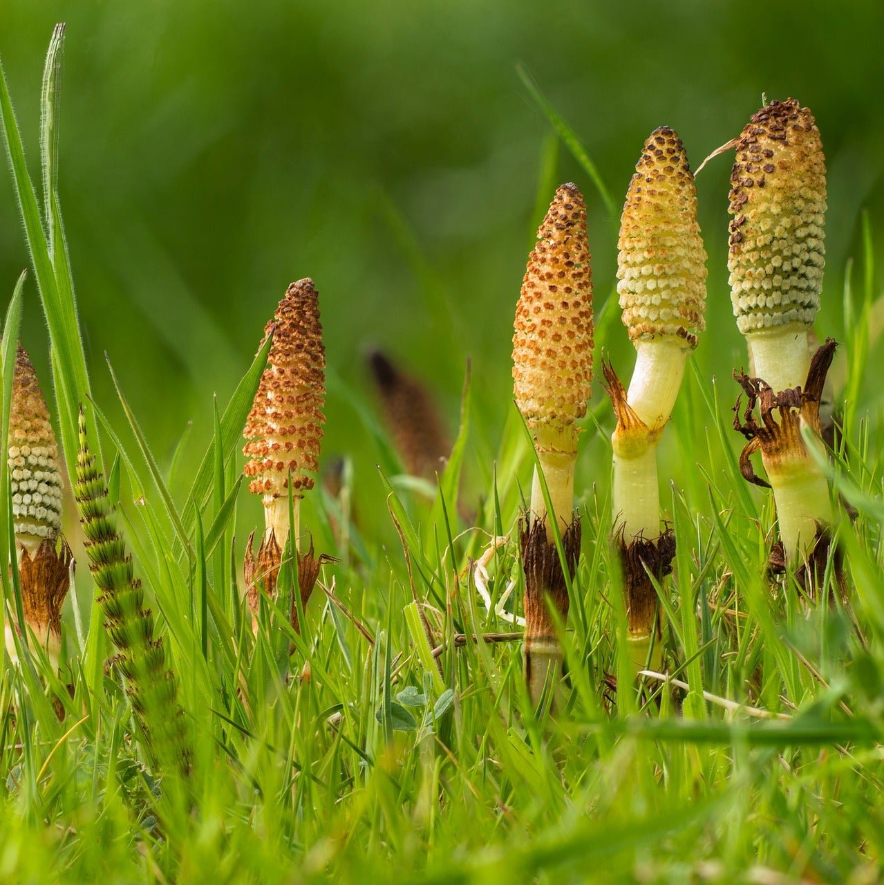 Horsetail Plant