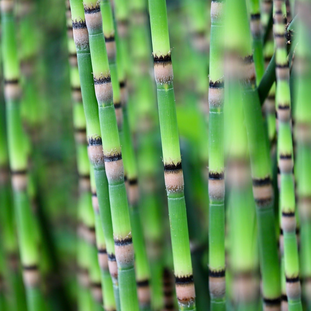 Horsetail Plant