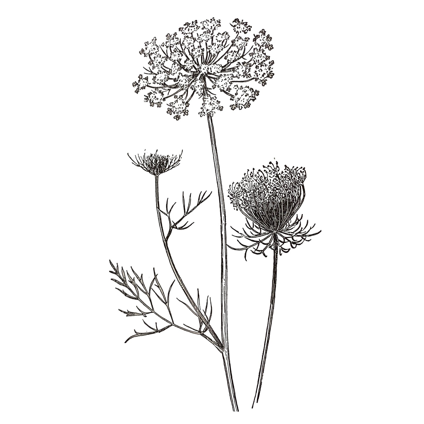 Queen Anne&#39;s Lace Tincture, Daucus Carota Herbal Extract, 1 oz. or 2 oz. Dropper Bottle