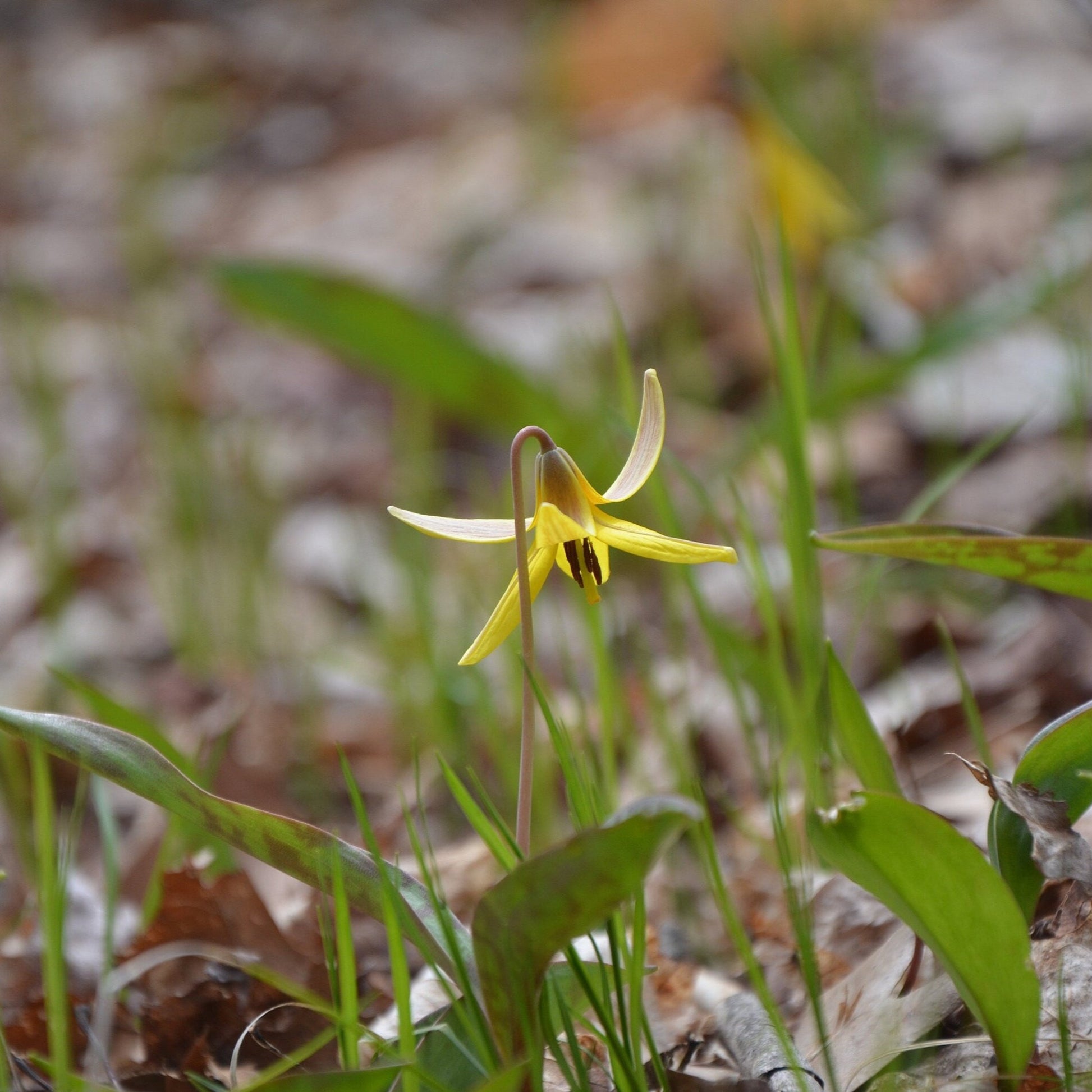 Trout Lily Tincture, Erythronium Americanum Extract, 1 oz. or 2 oz. Dropper Bottlecanum Extract