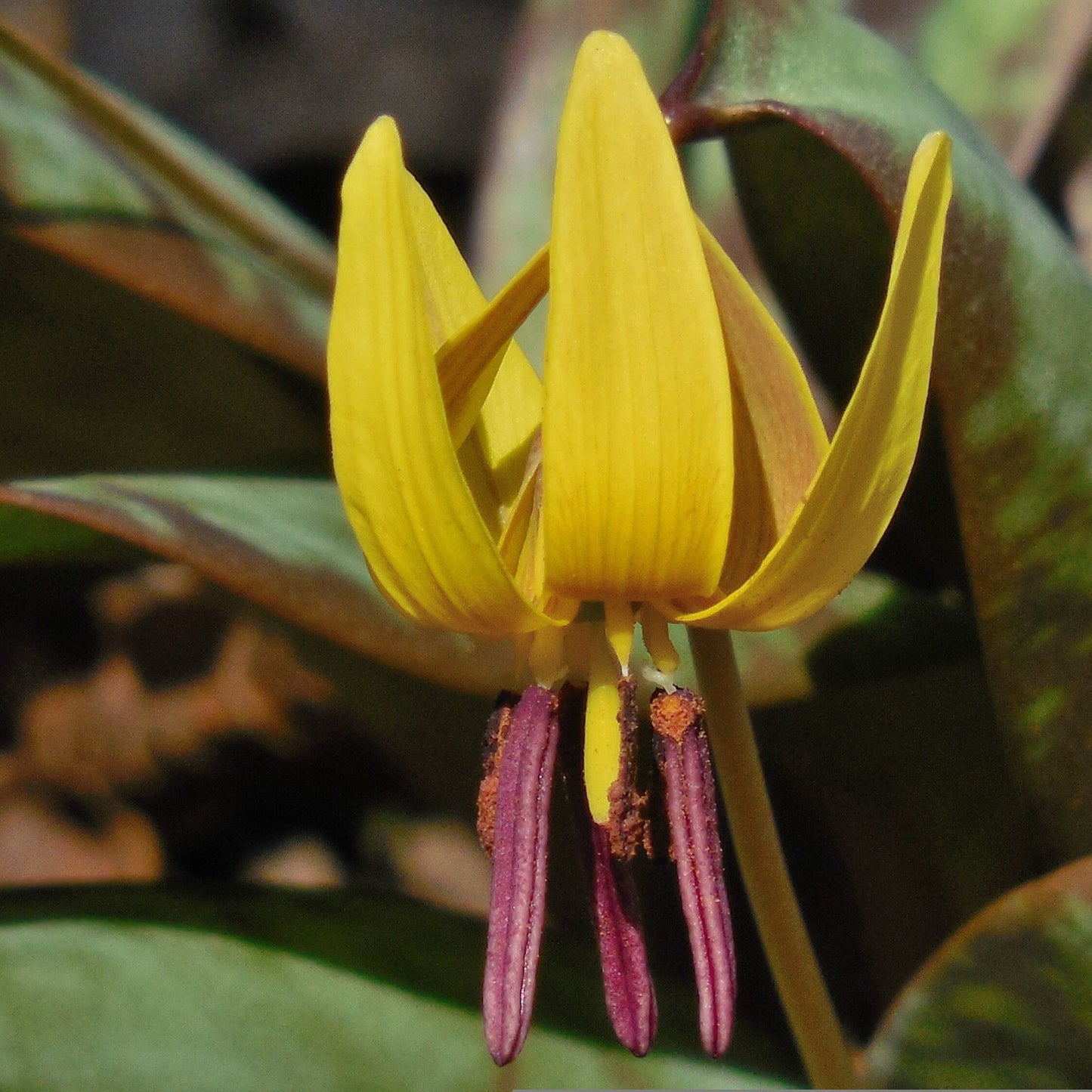 Trout Lily Tincture, Erythronium Americanum Extract, 1 oz. or 2 oz. Dropper Bottle