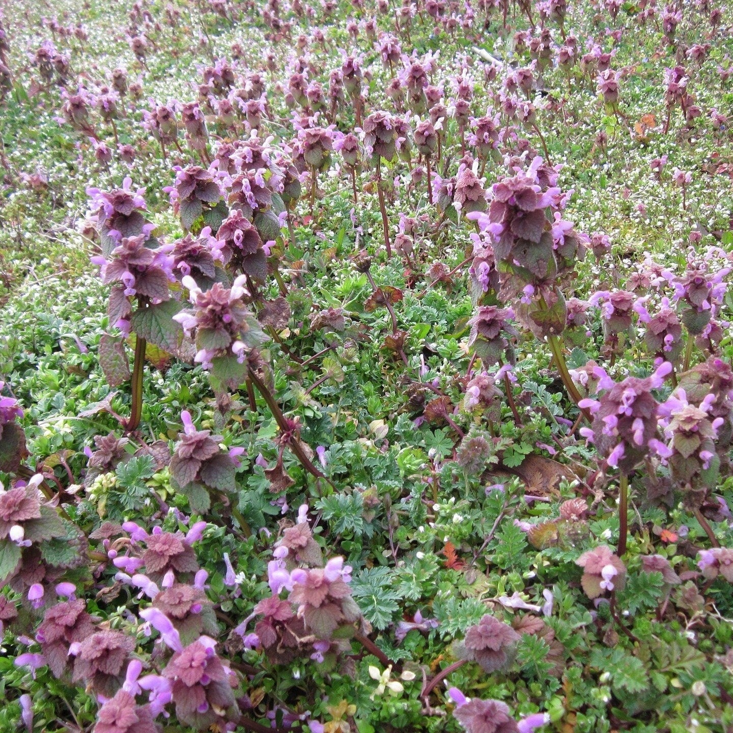 Red Deadnettle, Purple Deadnettle, Lamium purpureum, Shredded for Tea, Tincture, Salve, Wild Organic