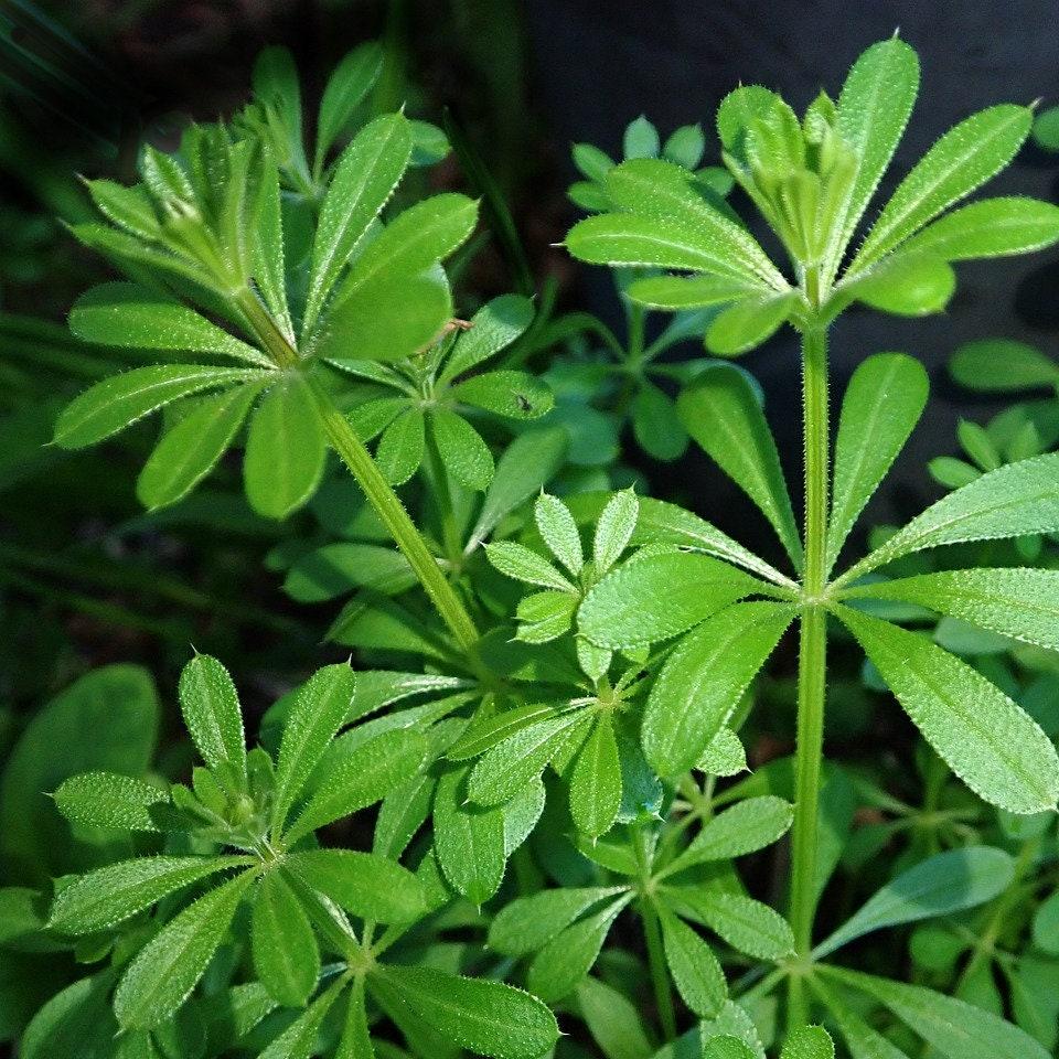 Cleavers, Gallium aparine, Wild Organic Shredded for Tea, Tincture, Salve