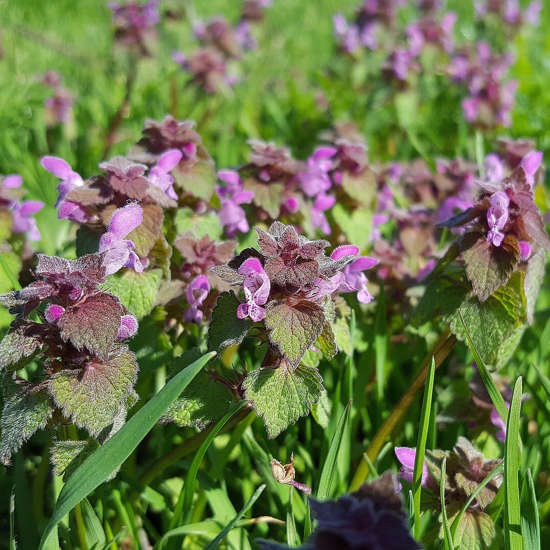 Red Deadnettle, Purple Deadnettle, Lamium purpureum, Shredded for Tea, Tincture, Salve, Wild Organic