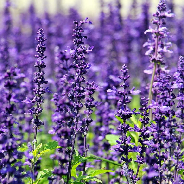 Organic Cedar Leaf & Lavender Salve with Frankincense