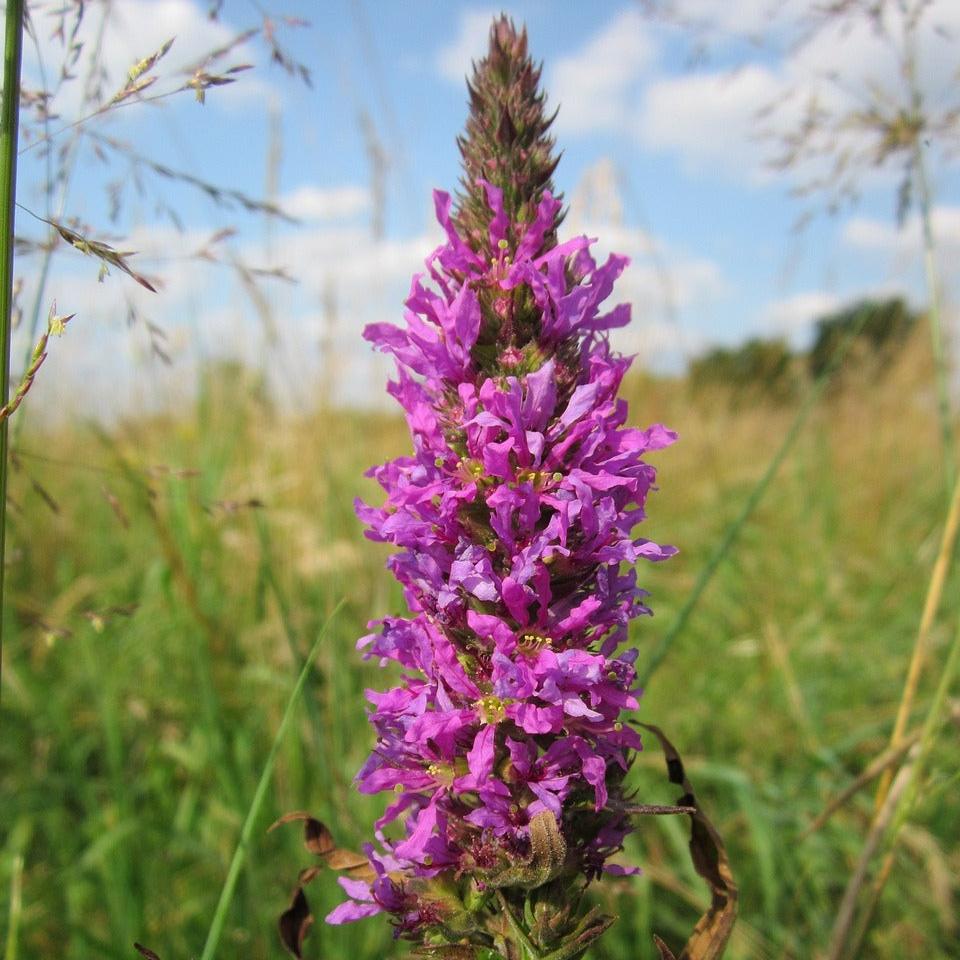 Purple Loosestrife, Lythrum salicaria Extract, 1 oz. or 2 oz. Dropper Bottle