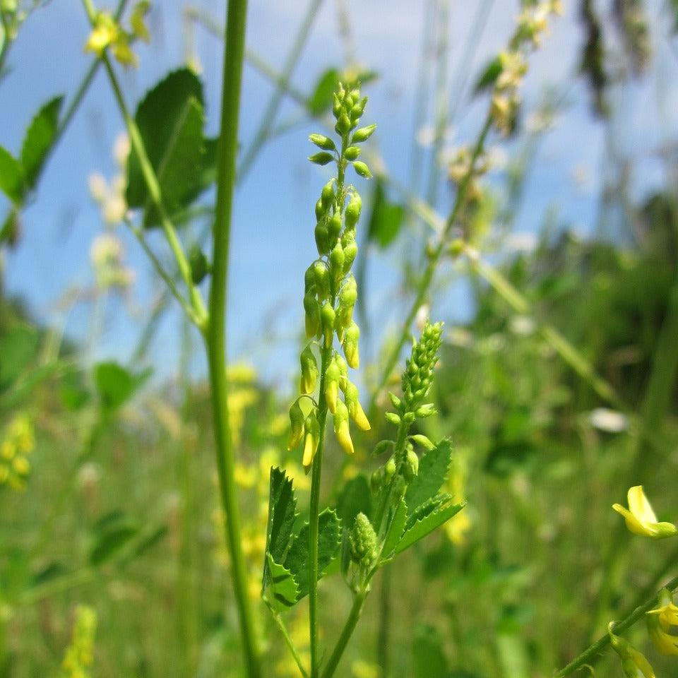 Yellow Sweet Clover Tincture, Melilotus officinalis 1 oz. or 2 oz. Dropper