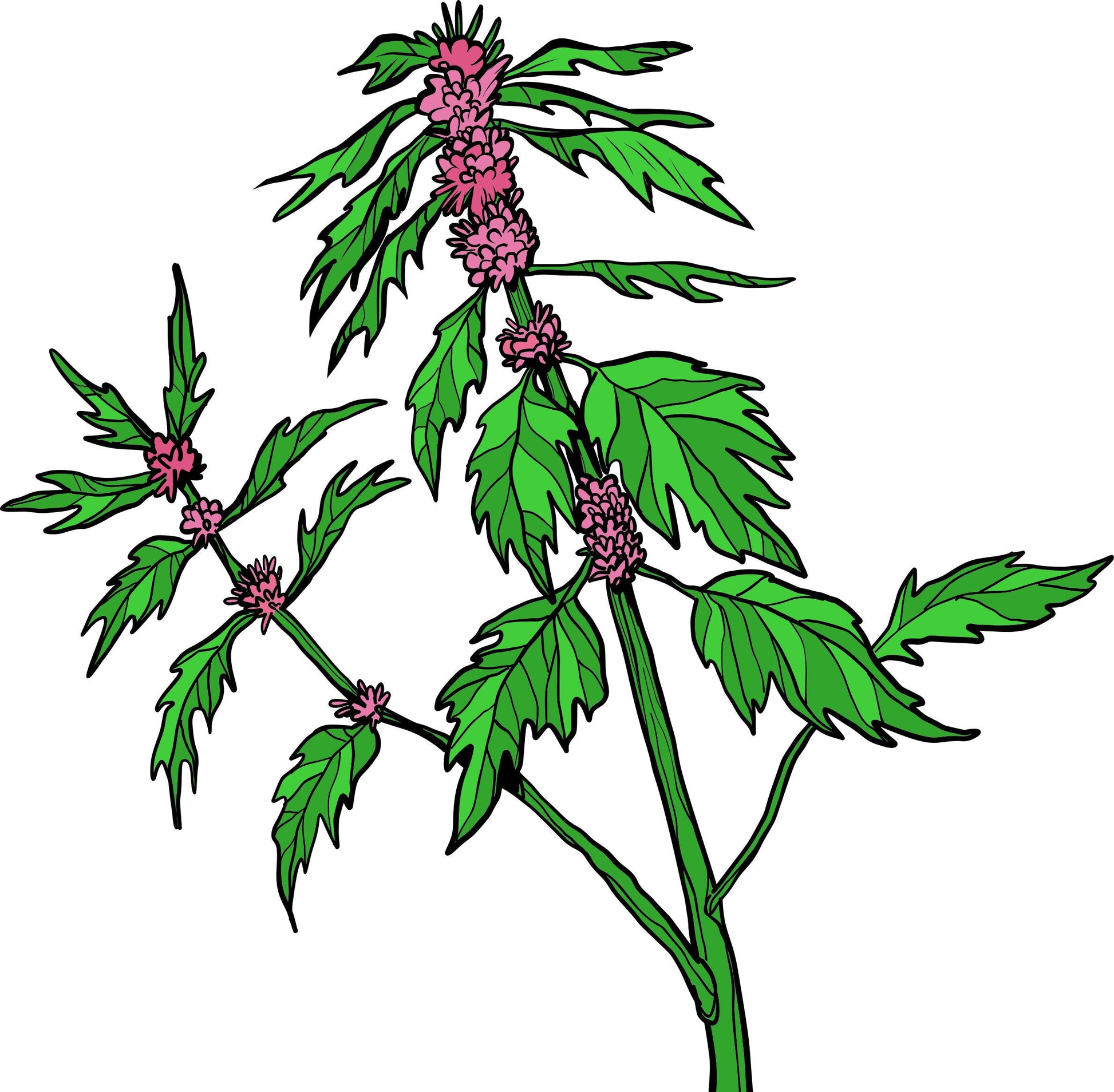 Motherwort Tincture, Leonurus Cardiaca Herbal Extract, 1 oz. or 2 oz. Dropper Bottle