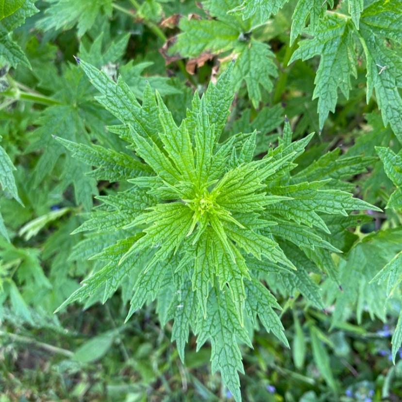 Motherwort Tincture, Leonurus Cardiaca Herbal Extract, 1 oz. or 2 oz. Dropper Bottle