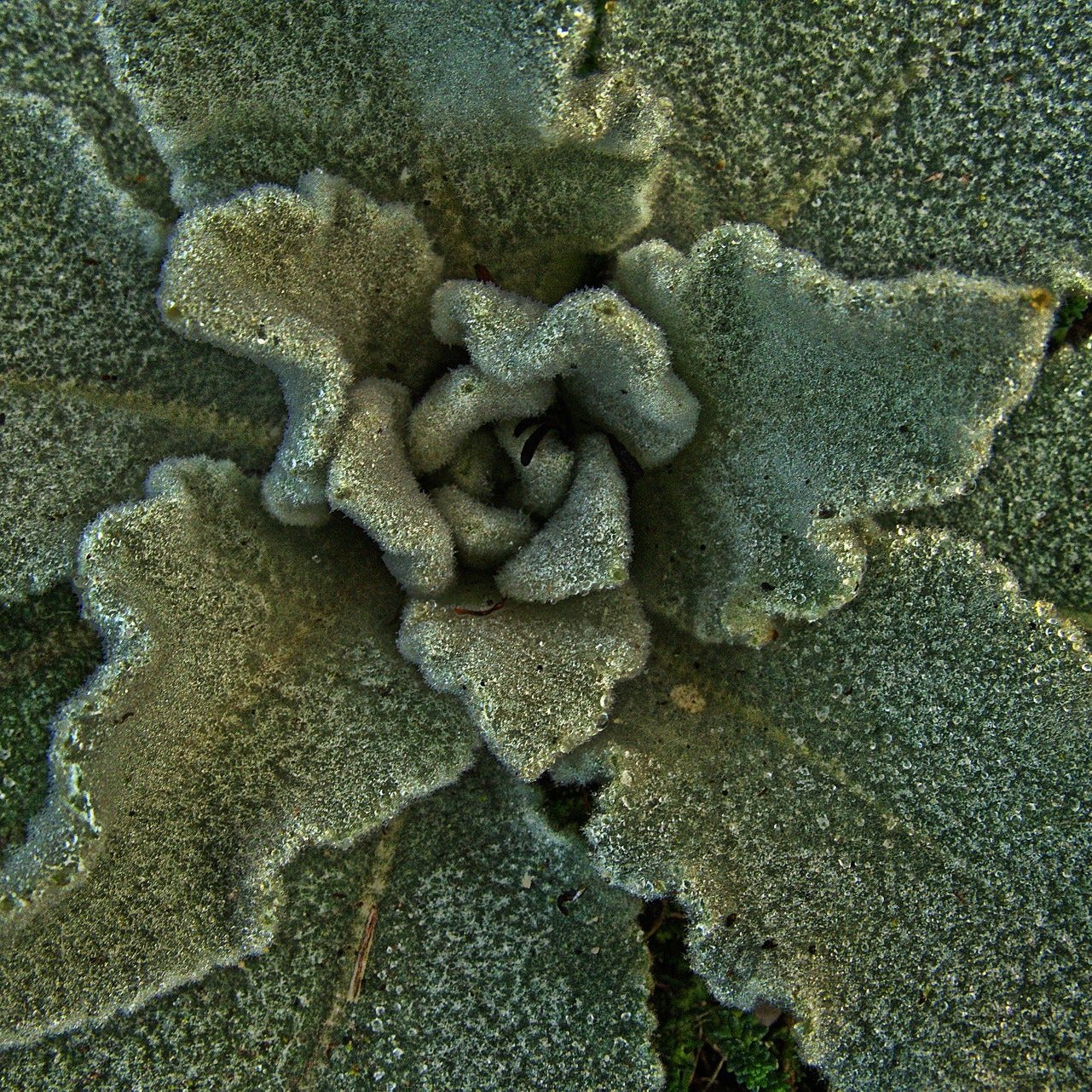 Mullein Leaf