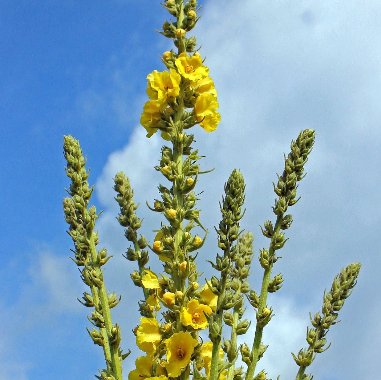 Mullein Plant