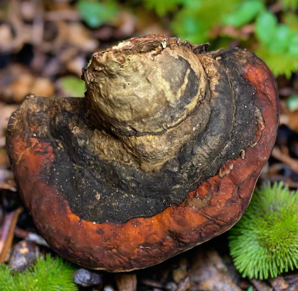 Northern Red Belt Polypore