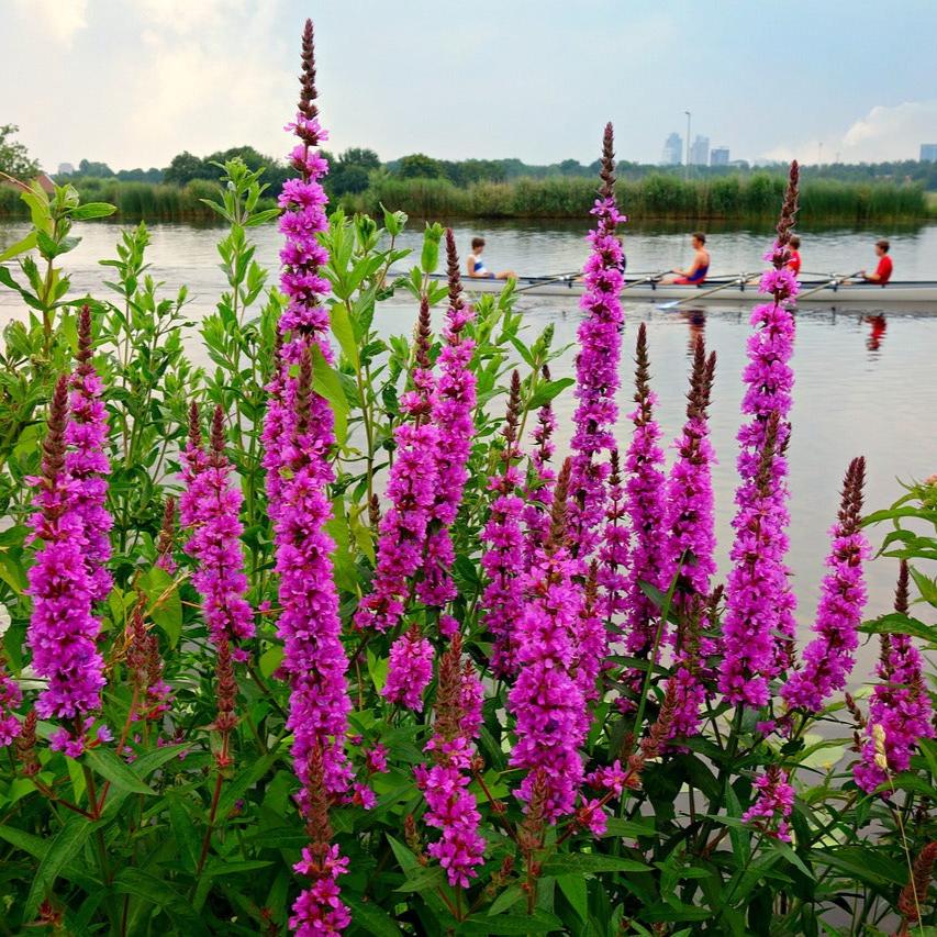 Purple Loosestrife, Lythrum salicaria Extract, 1 oz. or 2 oz. Dropper Bottle