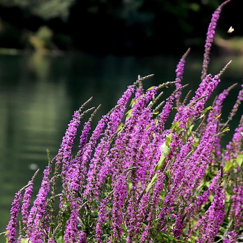 Purple Loosestrife, Lythrum salicaria Extract, 1 oz. or 2 oz. Dropper Bottle