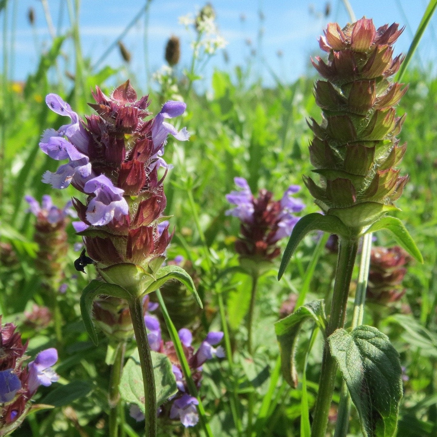 Organic Plantain, Self-Heal, Pine Salve with Vitamin E