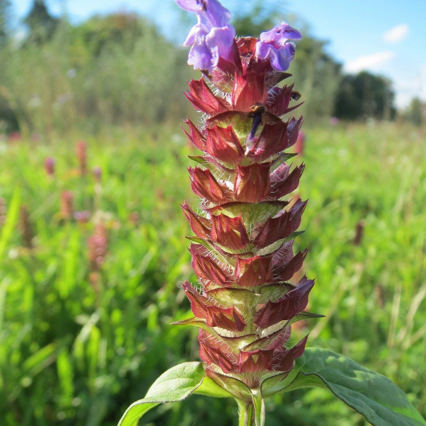 Organic First Aid Salve, Plantain, Yarrow, Horsetail, Self-Heal, Lavender