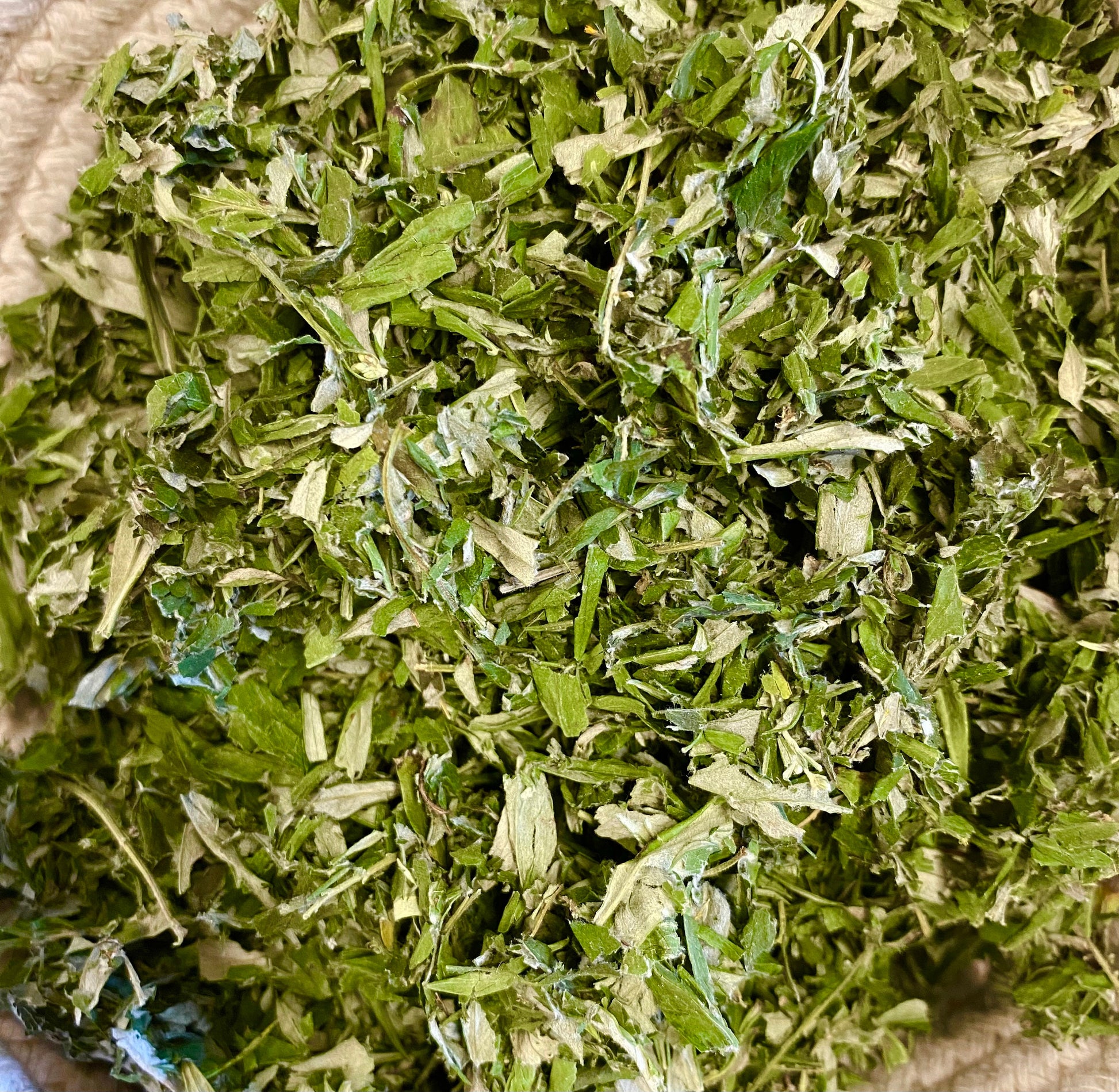 Mugwort, Artemisia vulgaris, Wild Organic, Shredded for Tea, Salve, Tincture