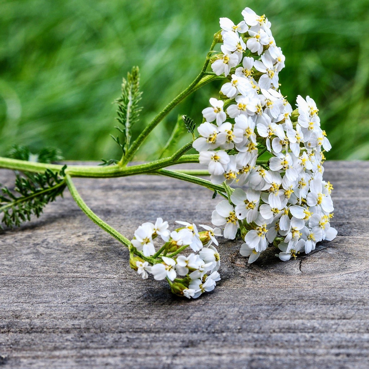 Yarrow Plant