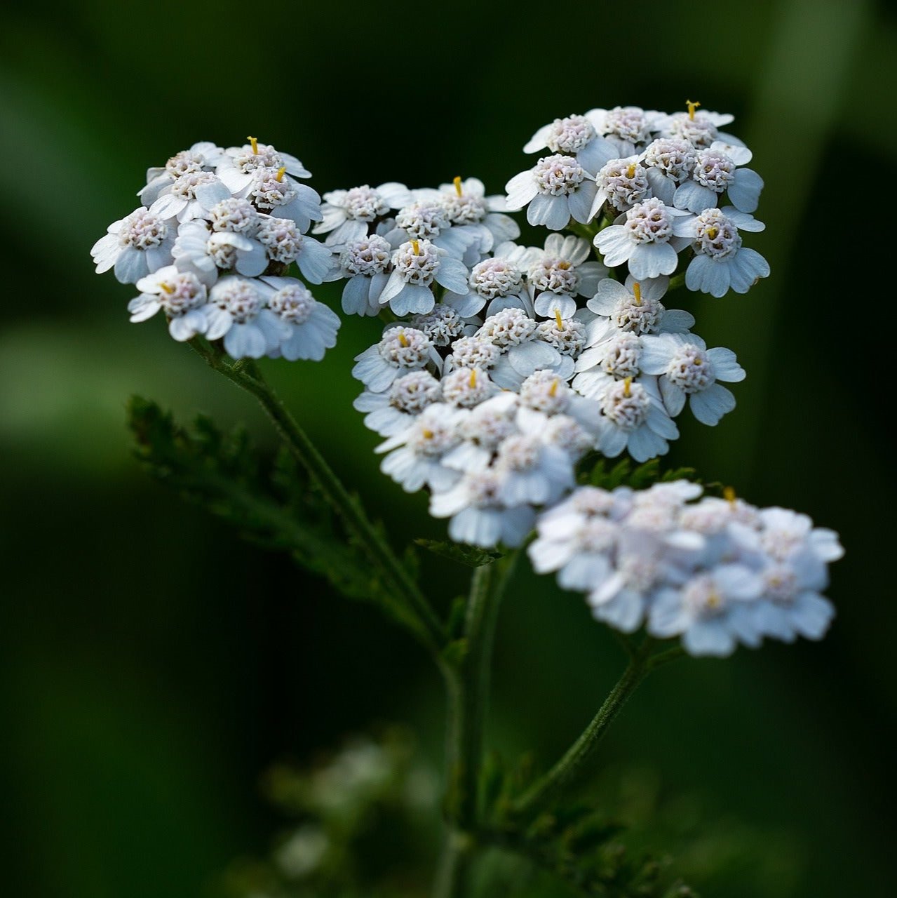 Yarrow Blossom Closeup