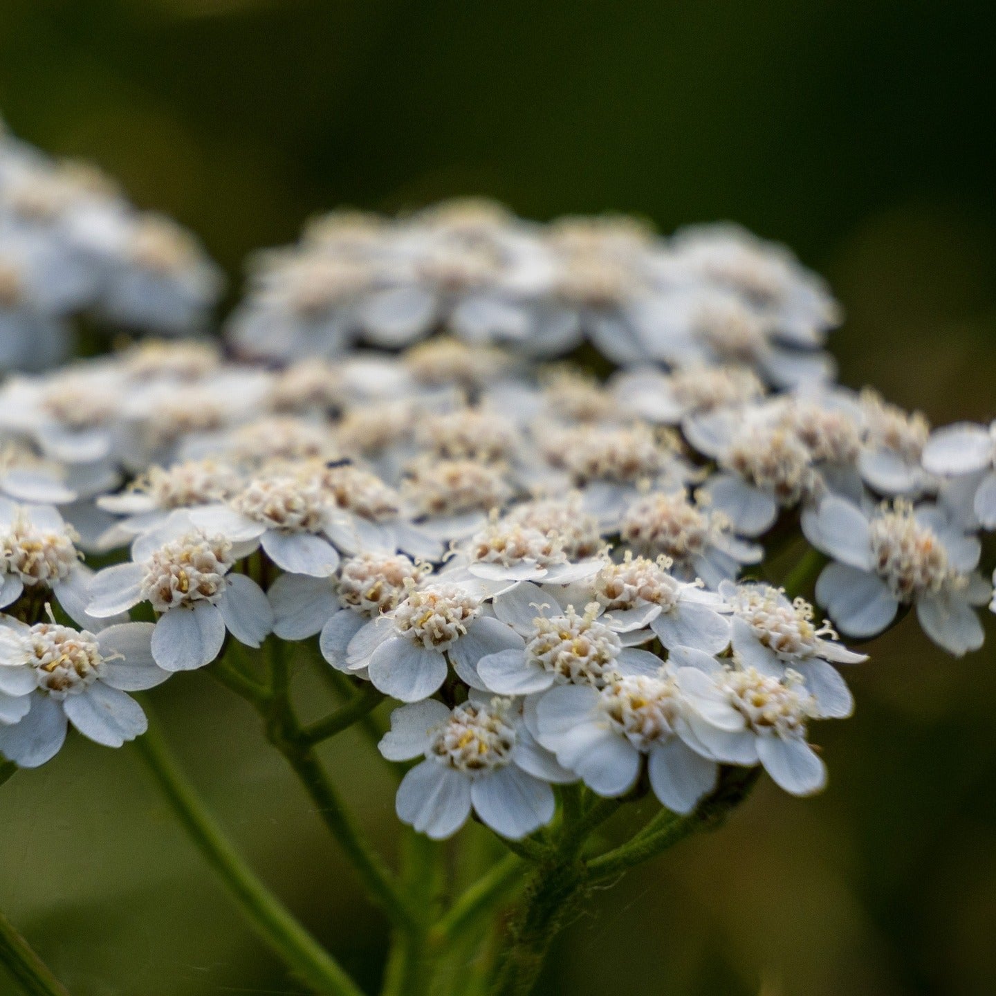 Yarrow Flower Closeup