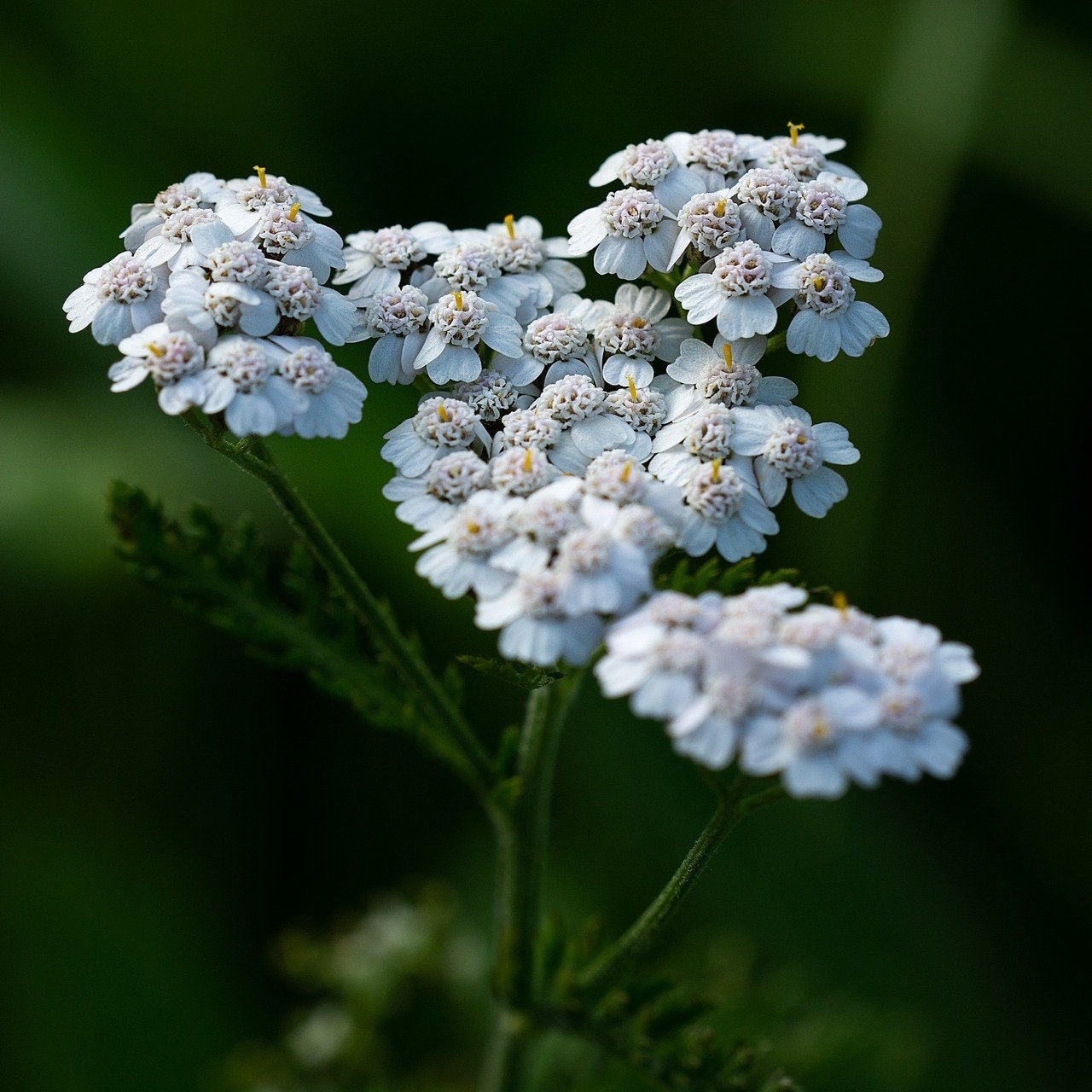 Organic Dandelion - Chickweed - Yarrow Salve with Vitamin E