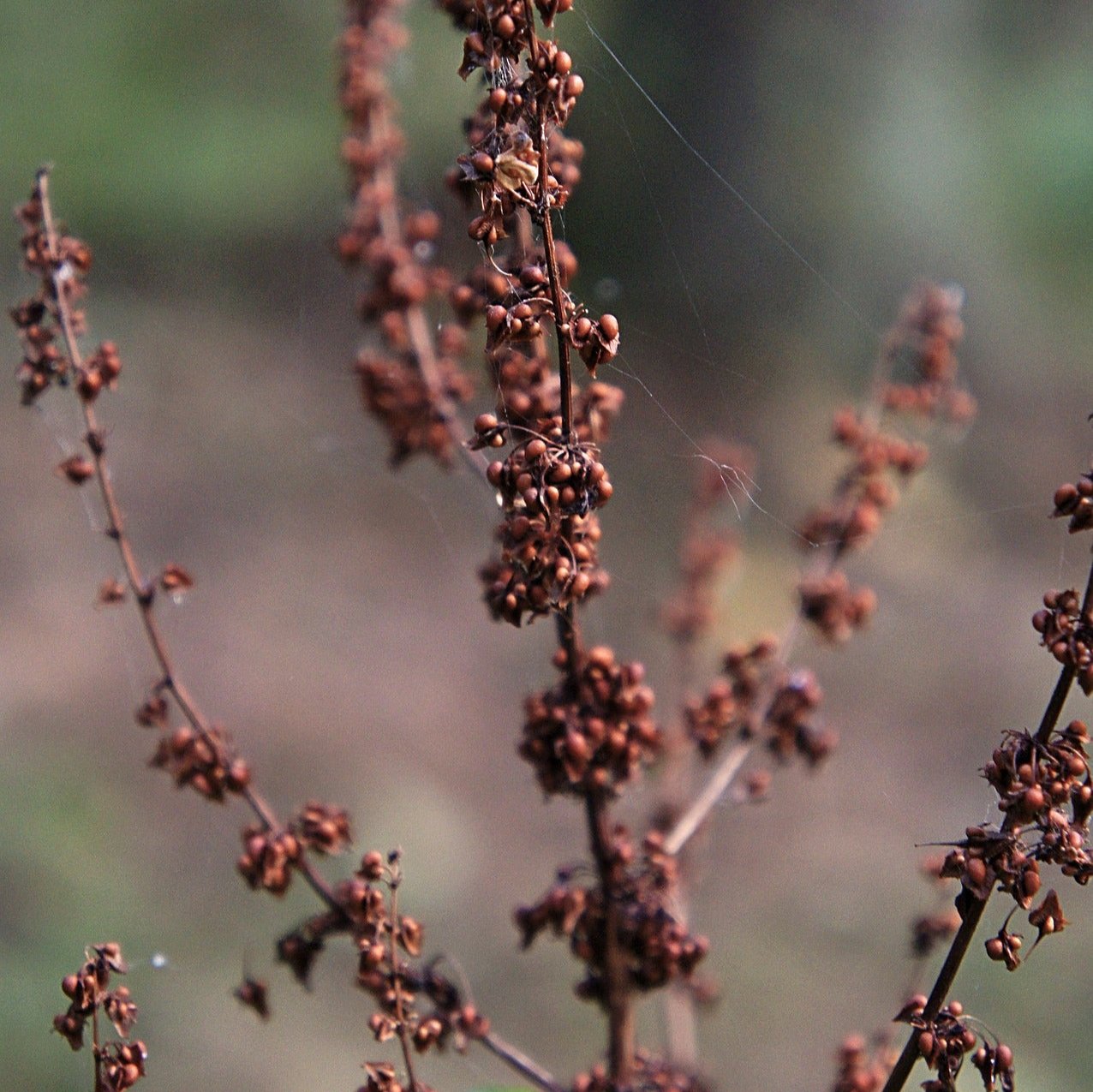 Yellow Dock Plant Seeds