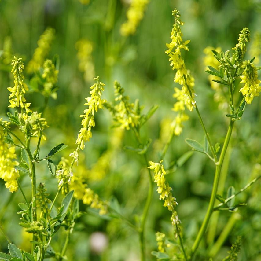 Yellow Sweet Clover Photo